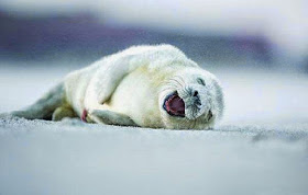 طريف: شاهدوا صور الحيوانات وهي تبتسم بطريقة مضحكة