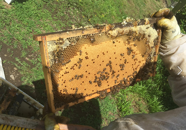 Ποιες οι διαφορές κανονικής και βιολογικής μελισσοκομίας;
