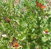 4 gulf frittilary butterflies on zinnia flowers