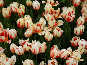 Canada 150 tulips at Centennial Park Conservatory Spring Flower Show 2017 by garden muses-not another Toronto gardening blog