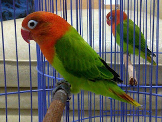 lovebird muda lovebird muda