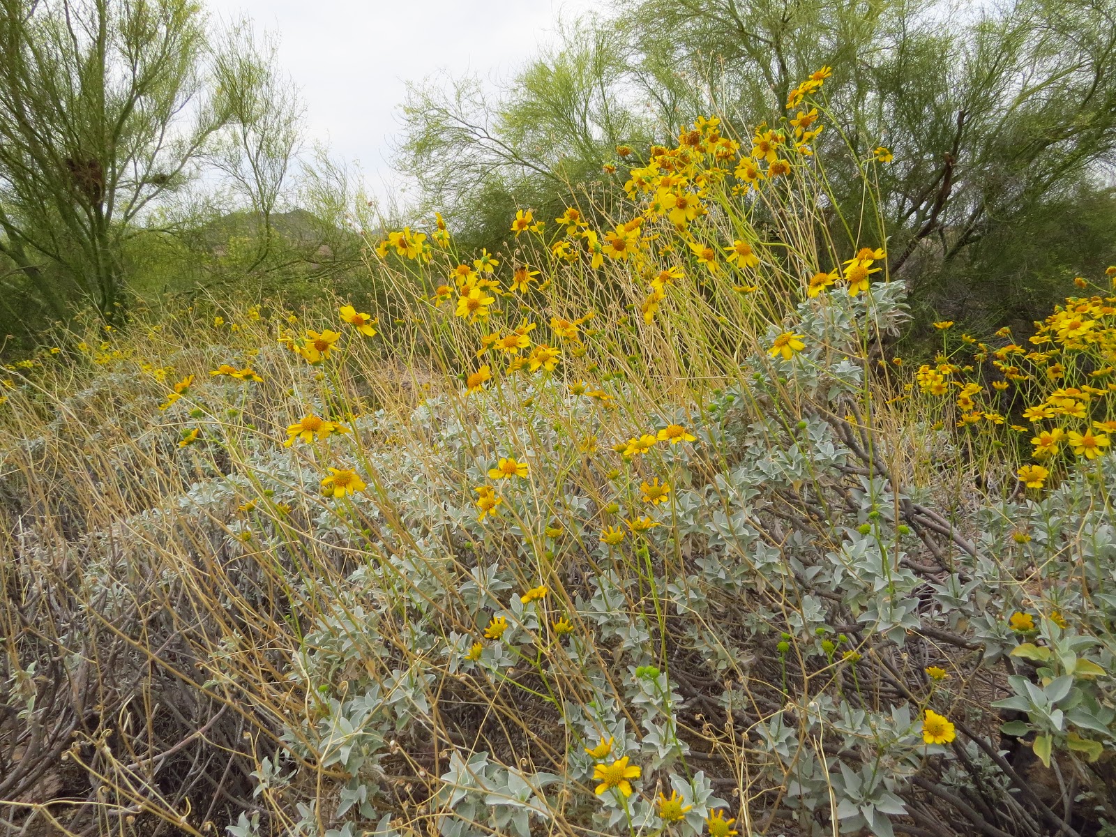 (Liste) Brittle Bush Desert Best PhotoPnG