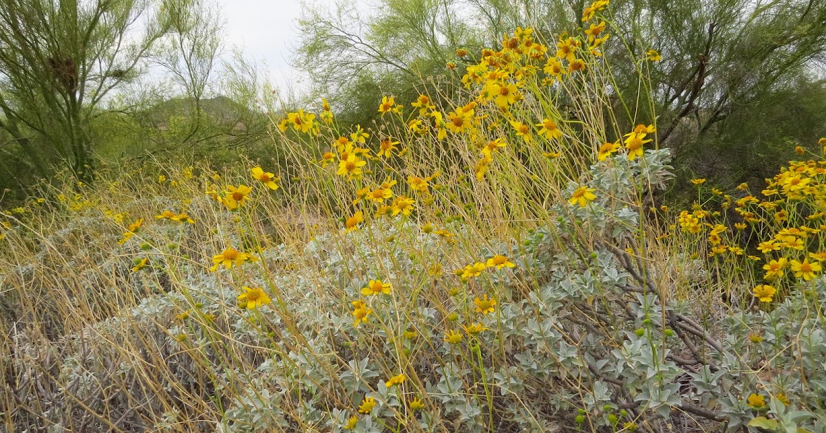 Have Book, Will Travel Brittlebush Side by Side