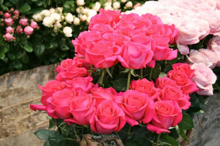 Buket Bunga  Mawar Pink  Toko Bunga  Rawa Belong