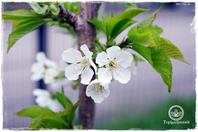 Gartenblog Topfgartenwelt Topfgarten: Sollte man lieber eine Zwergkirsche oder eine Säulenkirsche pflanzen?