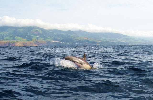 Delfines en Sao Miguel