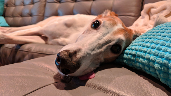 image of Dudley the Greyhound lying on the couch, looking at me, with his tongue hanging out the side of his mouth and his nose running