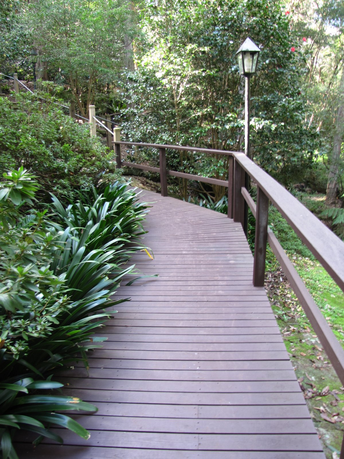 Flora Friday in Oz Lisgar Gardens Hornsby NSW 1st May 2012