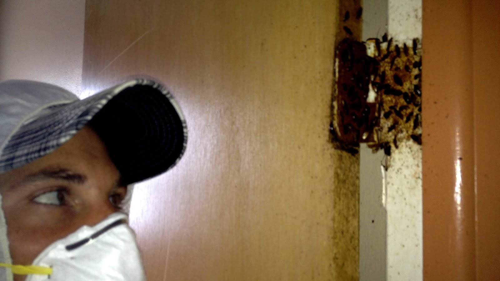 How To Kill German Roaches German Choices