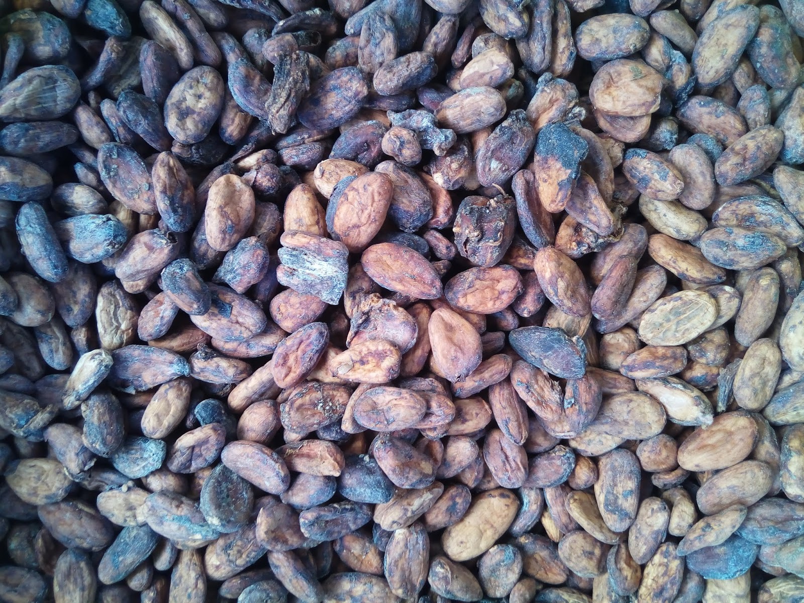 Yayasan Pelangi Nusantara Cacao Raw Beans From Sulawesi Poso Island Indonesia