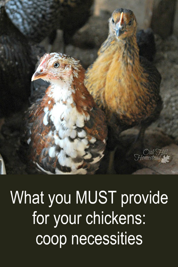 What Do Chickens Need in a Coop? Oak Hill Homestead