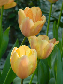 Peach tulips Allan Gardens Conservatory 2015 Spring Flower Show by garden muses-not another Toronto gardening blog 