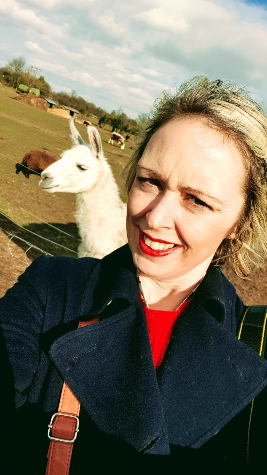 No Drama Llama: But First Llama Take A Selfie