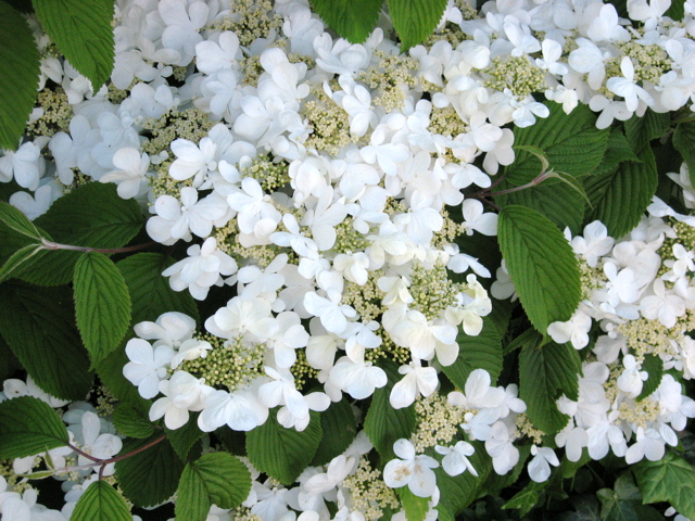 Ramblings Of A Naturalist House Circuit 7 White Flowering Trees