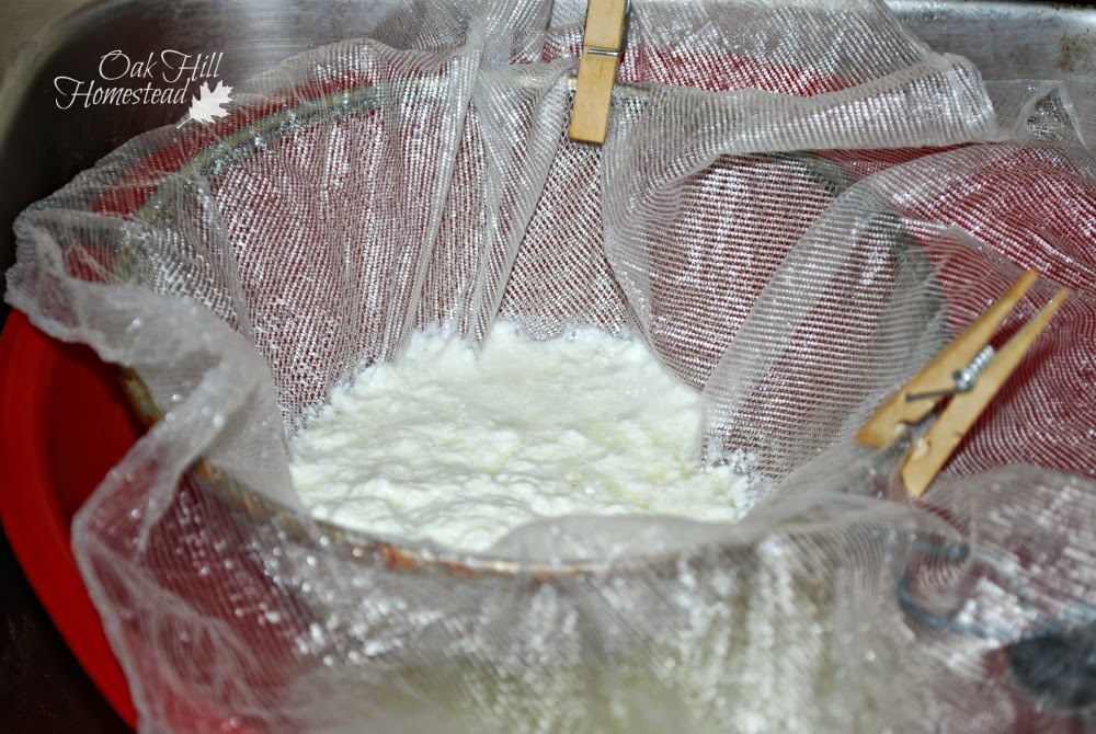 Separating the curds from the whey, making homemade ricotta cheese.