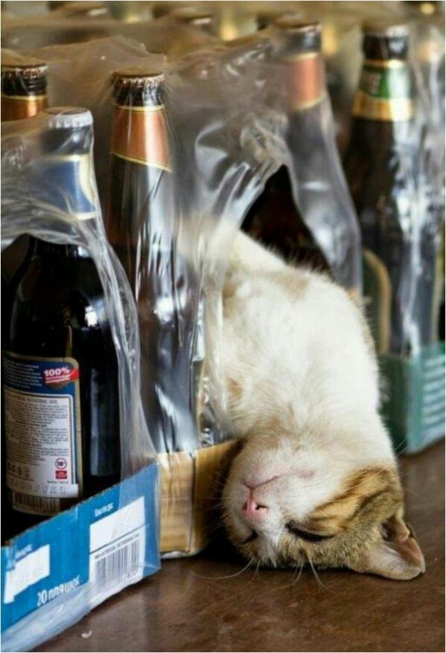 These 21 Funny Pictures Proving Cats Can Sleep Anywhere.