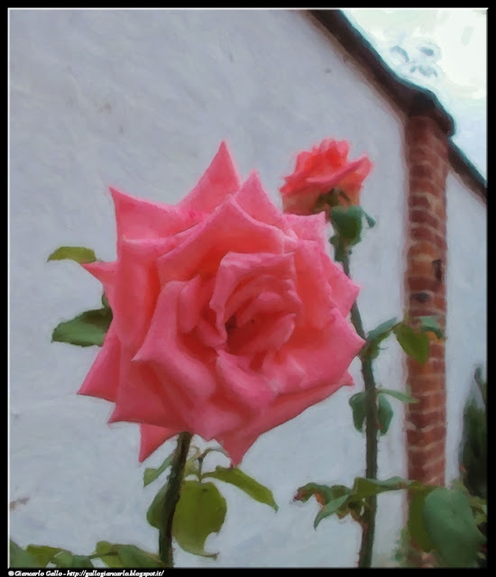 rosa