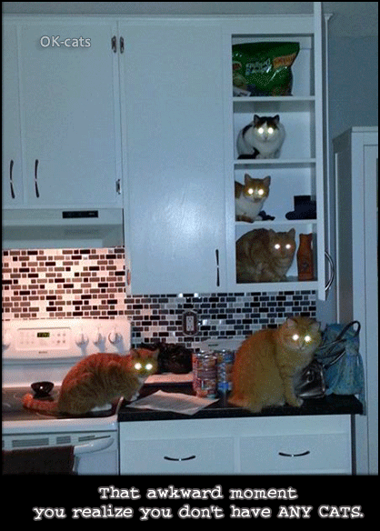 Art Cat GIF with caption • That awkward moment when you realize you don’t have… ANY CATS! Art Cat GIF with caption • That awkward moment when you realize you don’t have… ANY CATS!