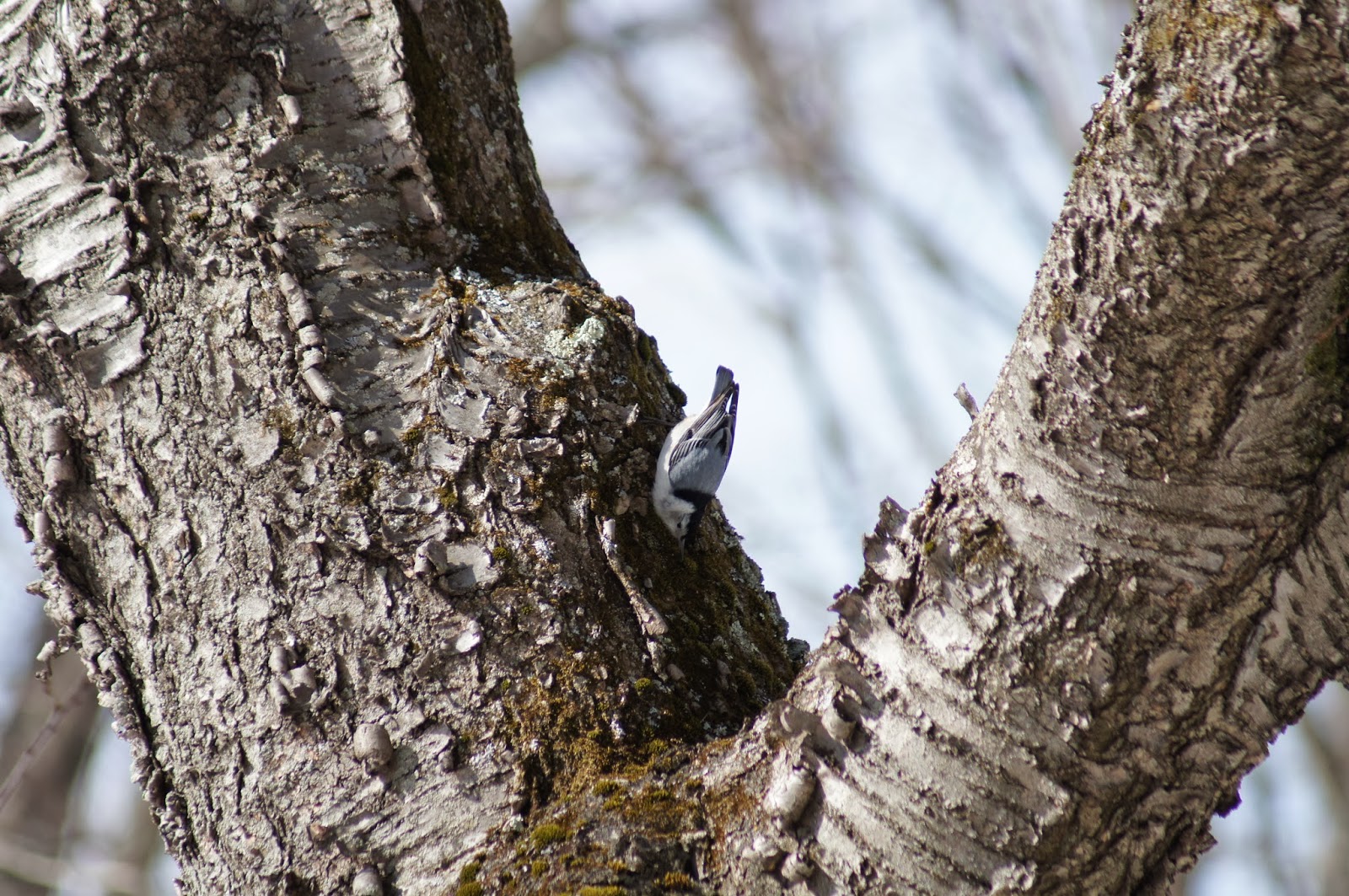 Things with Wings Winter Birding at Mt. Auburn Cemetery