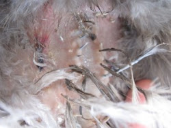 mites chicken mite feathers broken missing vent feather feed prevention fighting 2009 nest