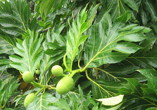  A breadfruit tree, Artocarpus altilis. 