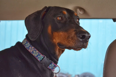 Duchess Photo by Trisha Field