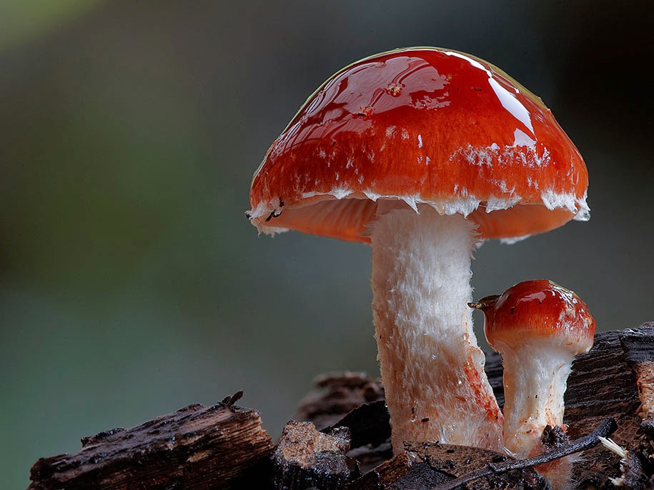 Amazing Places in The World: The Most Beautiful Rare Mushrooms Taken By