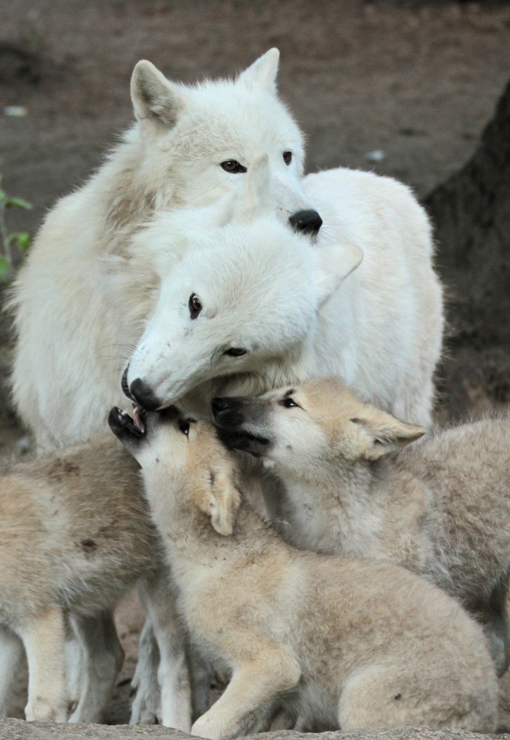 White Wolf : Stunning Images Showcase the Cuteness of Fluffy Arctic ... Cute Baby Arctic Wolf