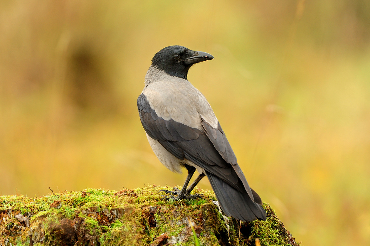 Stefan Pettersson Foto: Kråka