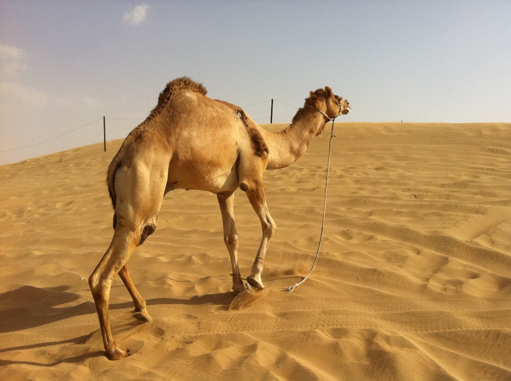 Camels Travel Gourmande
