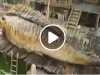Nonton! Monster Chinese Fish Full Video