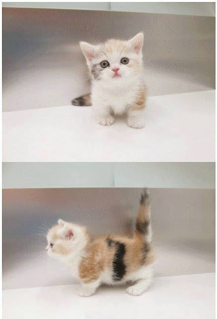 Ini Dia Keimutan Kucing Berkaki Pendek, Simak Ulasannya! Ini Dia Keimutan Kucing Berkaki Pendek, Simak Ulasannya!