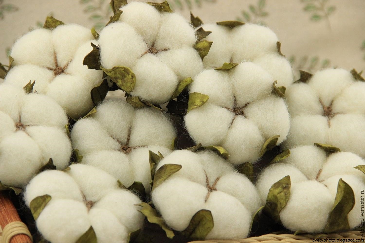 Хлопок Цветок Фото