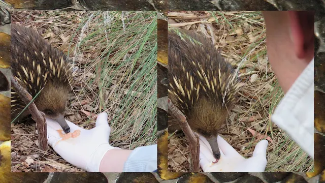 Bonorong Wildlife Park - Feeding Ant Paste to an Echidna on the Bonorong Night Tour