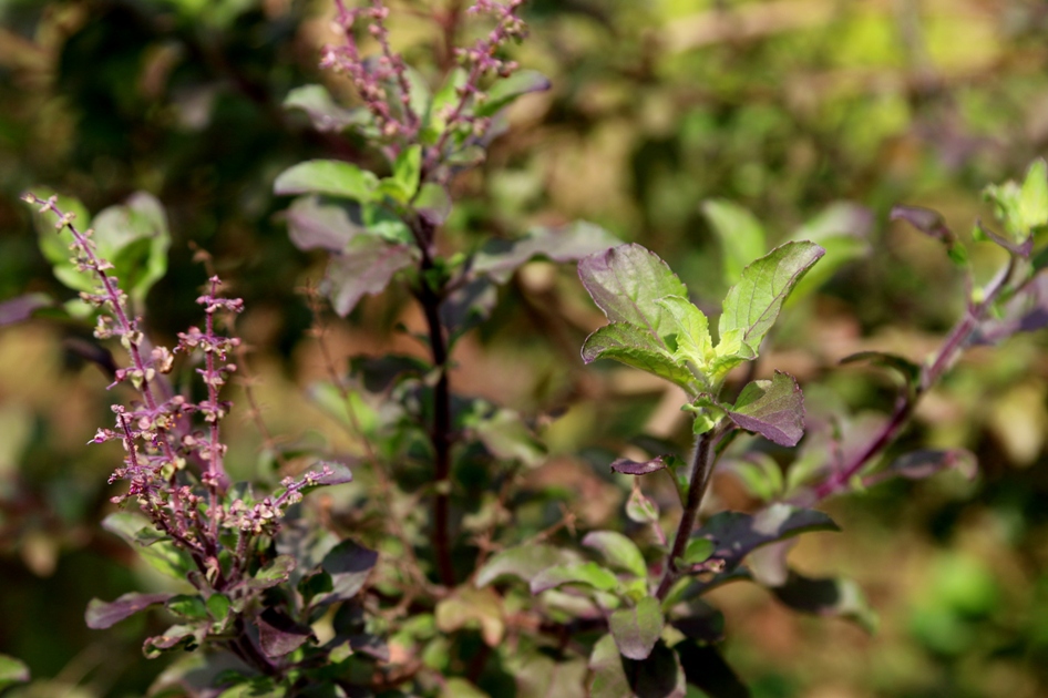Cherishing India&hellip;.. Holy basil, the sacred Lamiaceae