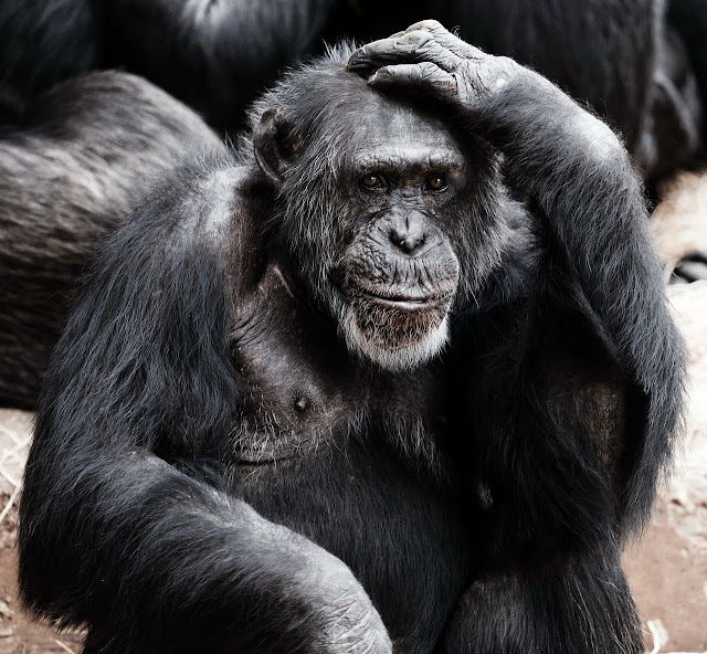 Gracioso chimpancé sujetándose la cabeza.