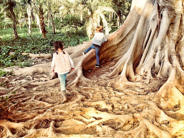 Luke y Leia explorando entre las raíces enormes de un árbol.