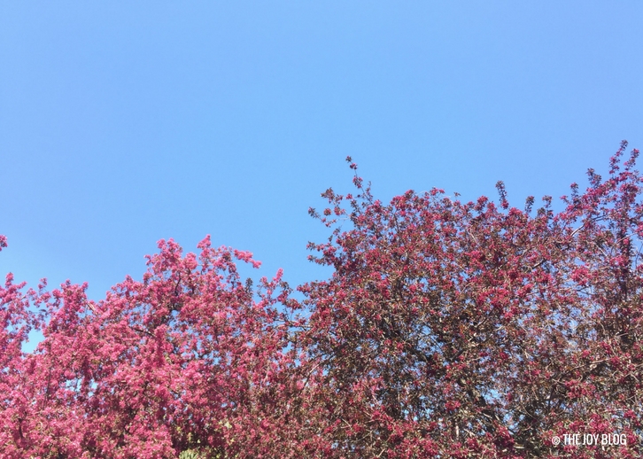 Crabapple Trees in Bloom // Pink Blossoms // www.thejoyblog.net