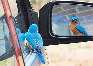 passarinho olhando no espelho retrovisor