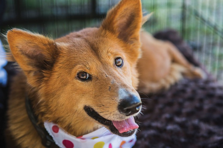 White Wolf Amazing Man frees 1,000 dogs from China's dog