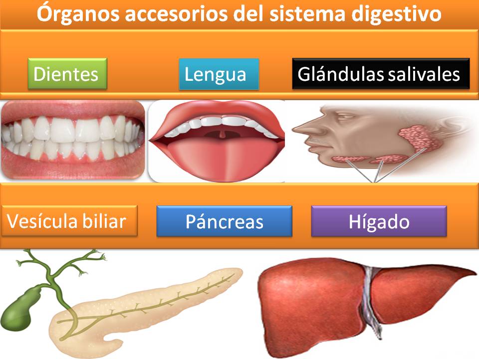 Blog de evidencias de Fisiología Médica de Evelyn Roxana: órganos