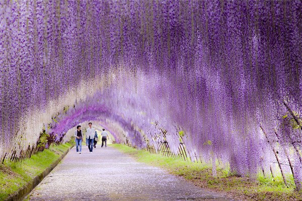 The Wisteria Flower Tunnel at Kawachi Fuji Garden, Japan