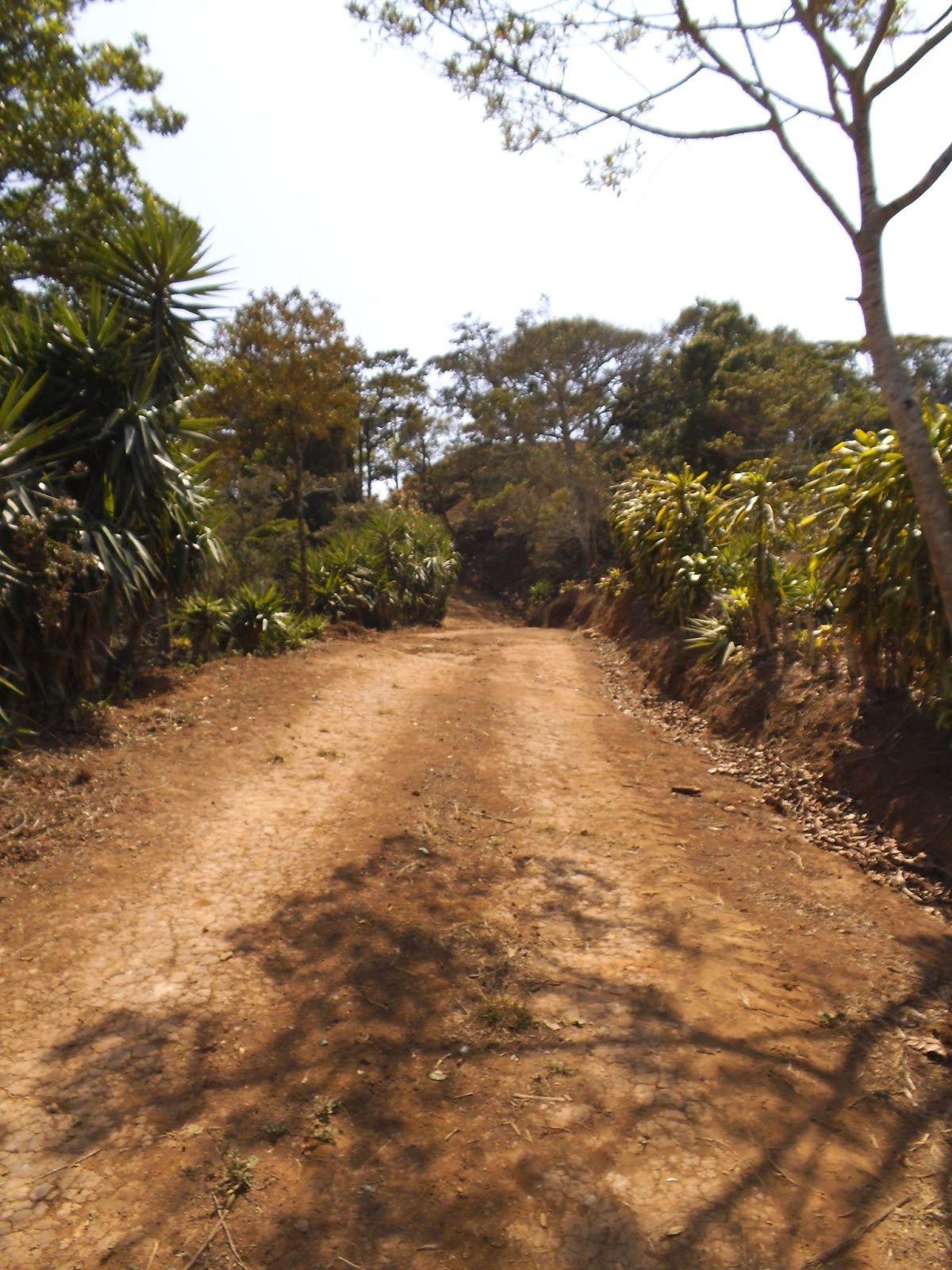 Costa Rica Rose Backhoe Day 2 and the Soil Engineer!