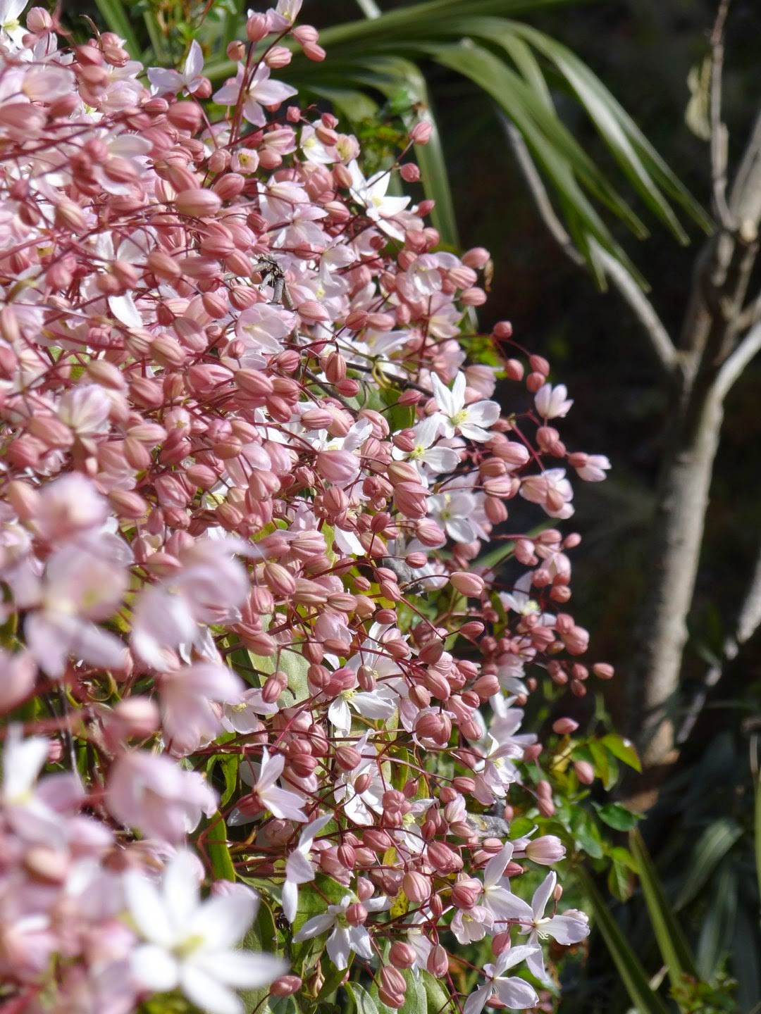 guirlandes-de-cl-matite-armandii-et-autres-sc-nes-printanieres