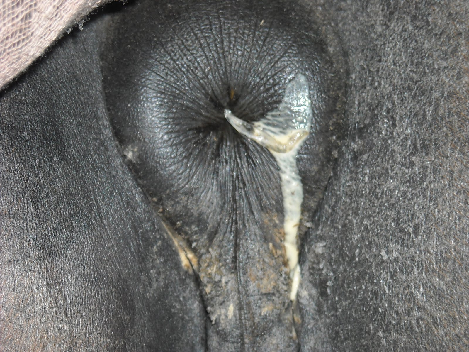 голова человека в жопе у слона фото 49