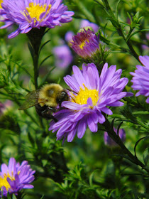 Symphyotrichum novae-angliae New England aster by garden muses-not another Toronto gardening blog
