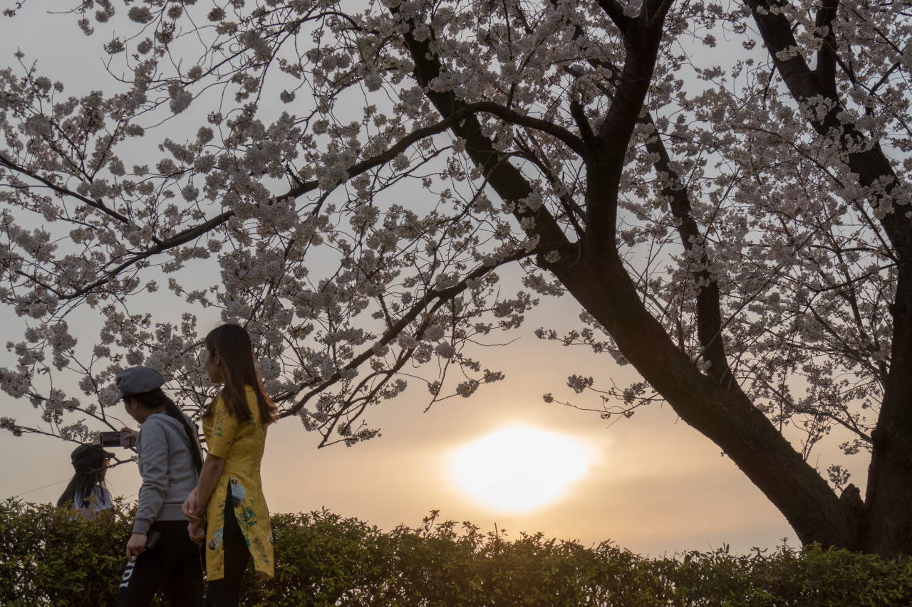 柳瀬川だより 夕日と桜など