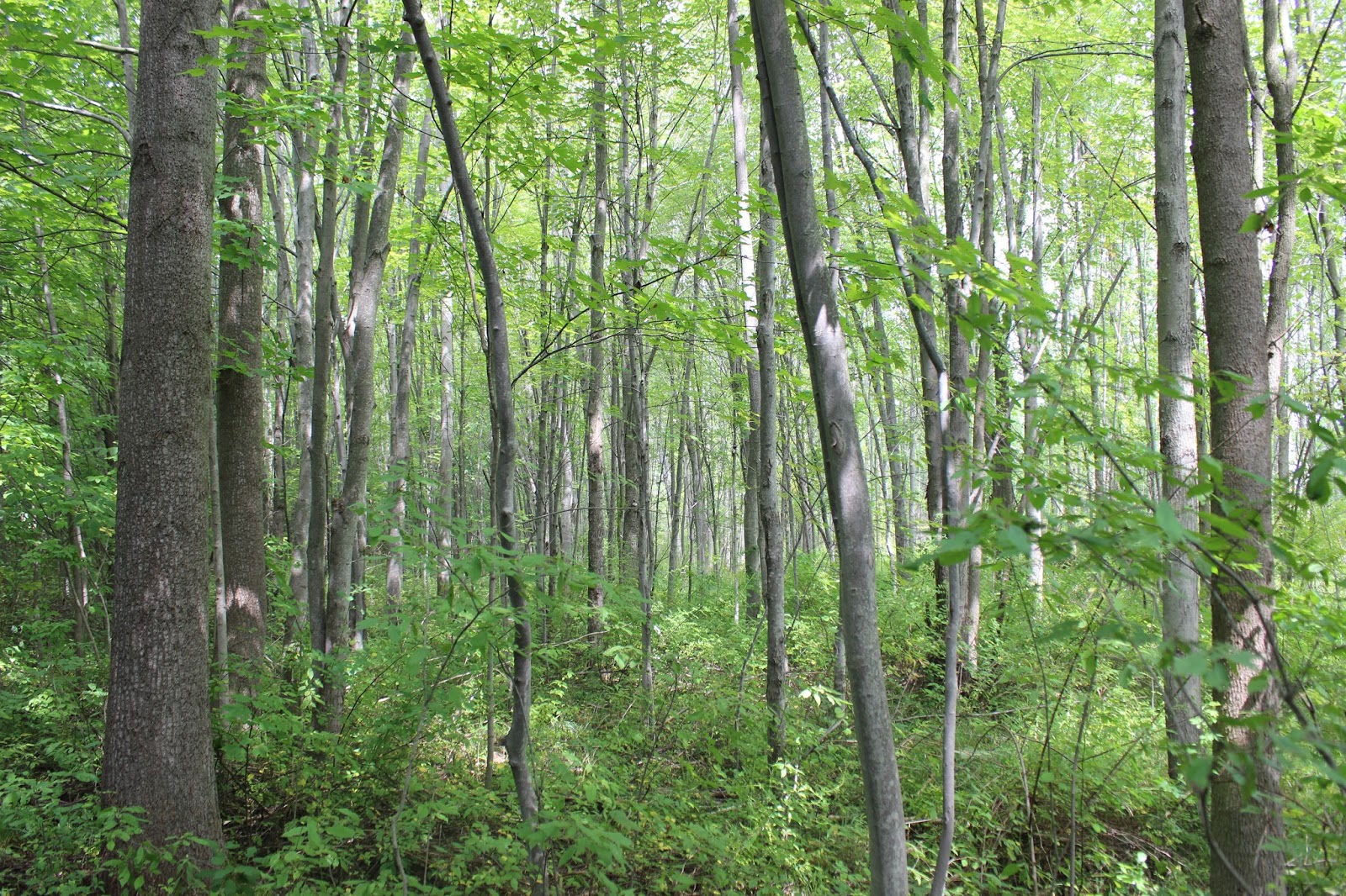Arboleda Sagrada La Arboleda Sagrada Iglesia Sud Ruta Del Bosque