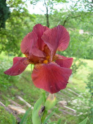 ROSE IRIS BOLOGNA SAVIGNO ORTO VALSAMOGGIA ORTICA