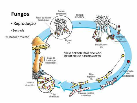 Fungos: uma visão geral